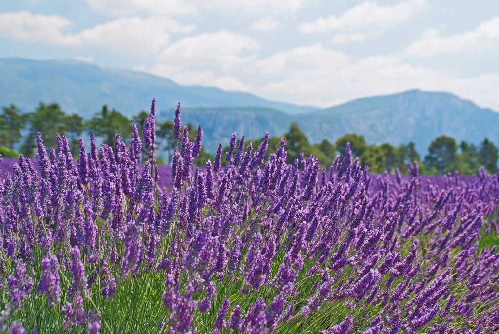 Lavender fields in the Verdon